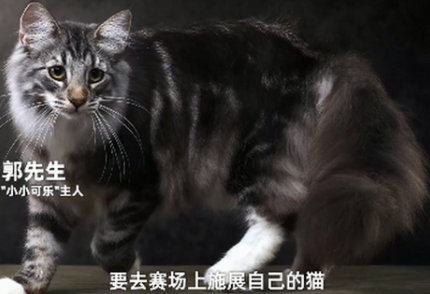 名贵猫王后代被医院误做绝育 这只猫的父亲是全国猫王