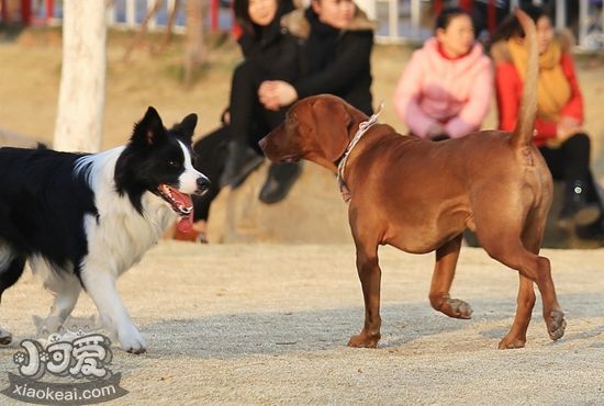 红骨猎浣熊犬结膜炎怎么治疗 红骨猎浣熊犬结膜炎治疗方法