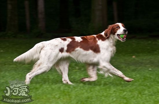 爱尔兰红白雪达犬咳嗽怎么办 咳嗽治疗方法