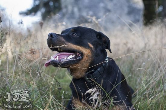 罗威纳犬患上精神疾病怎么办 精神疾病治疗办法