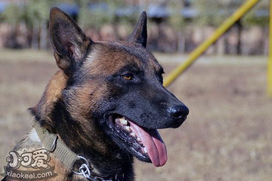 马里努阿犬呕吐怎么治疗 马里努阿犬呕吐治疗方法1