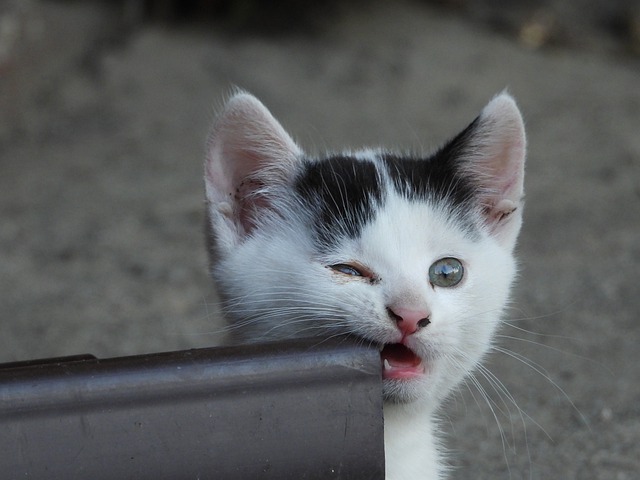 怎么判断猫腹水还是吃多了