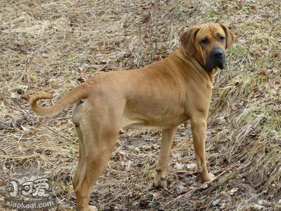 日本土佐犬拉稀怎么办 日本土佐犬拉肚子解决方法1