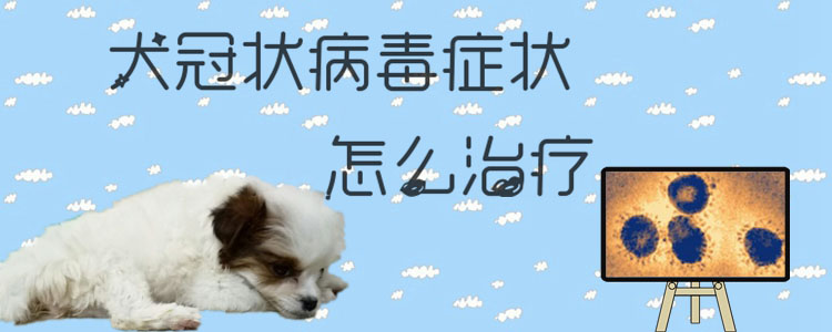 犬冠状病毒症状怎么治疗1