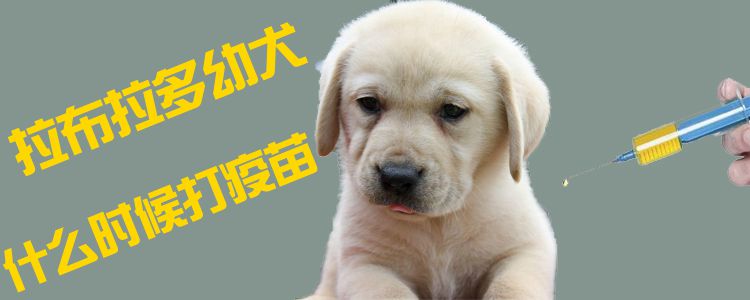 拉布拉多幼犬什么时候打疫苗