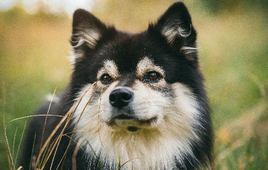 最佳护院犬有哪些