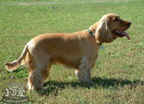 田野小猎犬有牙结石怎么办 田野小猎犬牙结石预防治疗方法1