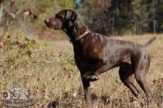 波音达猎犬患耳螨怎么治疗 波音达猎犬耳螨治疗方法1