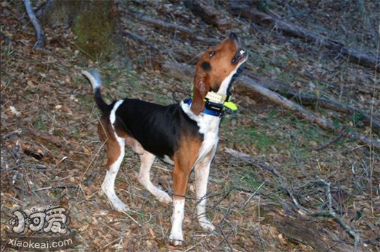 树丛浣熊猎犬幼犬驱虫要注意什么