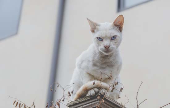 猫一天吐了好几次黄水怎么办