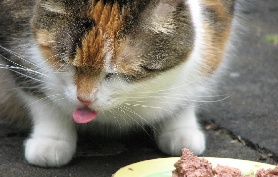 猫猫吐黄色的水是怎么回事