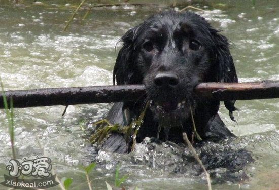 平毛寻回犬白内障症状是什么 平毛寻回猎犬白内障治疗方法1