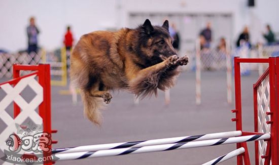 比利时特伏丹犬食物中毒怎么治疗 食物中毒治疗方法