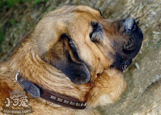 马士提夫獒犬感冒怎么办 马士提夫獒犬感冒治疗方法1