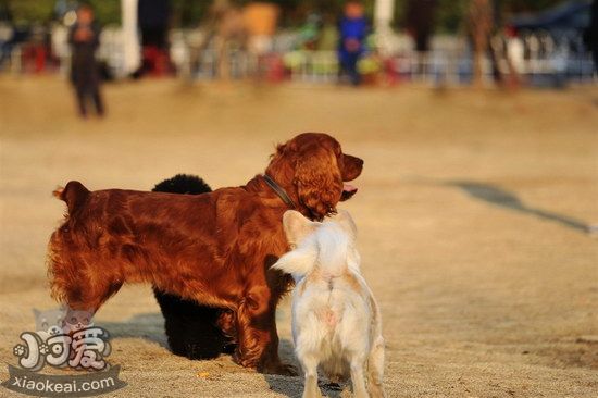 田野小猎犬感冒怎么治疗 田野小猎犬感冒护理方法1