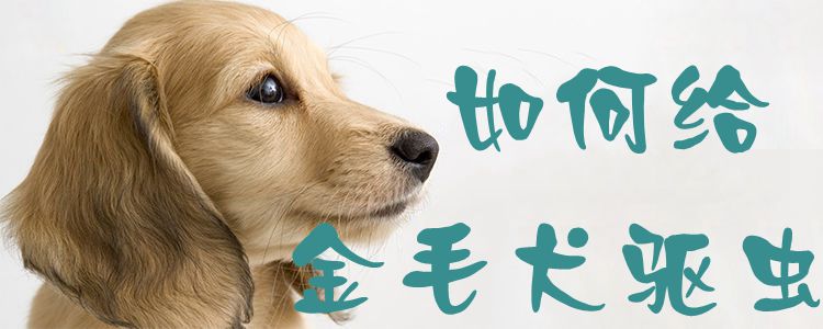 如何给金毛犬驱虫1