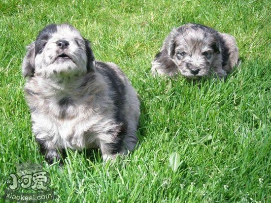 比利牛斯牧羊犬便秘如何是好