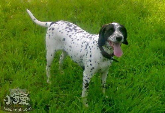 波音达猎犬拉稀怎么办 波音达猎犬拉肚子解决方法1