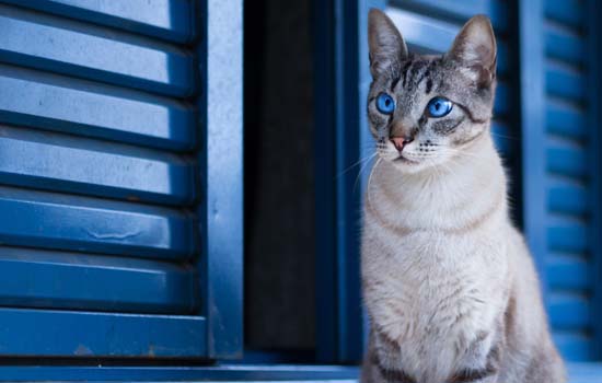 猫三联和狂犬需要每年打吗