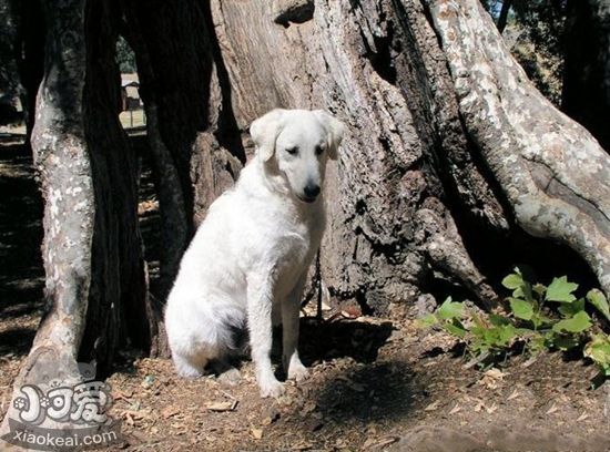 怎么预防库瓦兹犬贫血 库瓦兹犬贫血防治方法