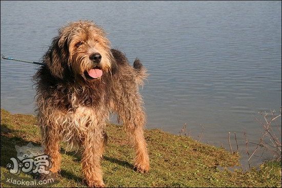 奥达猎犬有牙结石怎么办 奥达猎犬牙结石预防治疗方法1