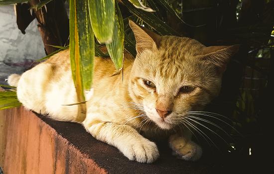 猫咪误食蟑螂药后中毒的表现