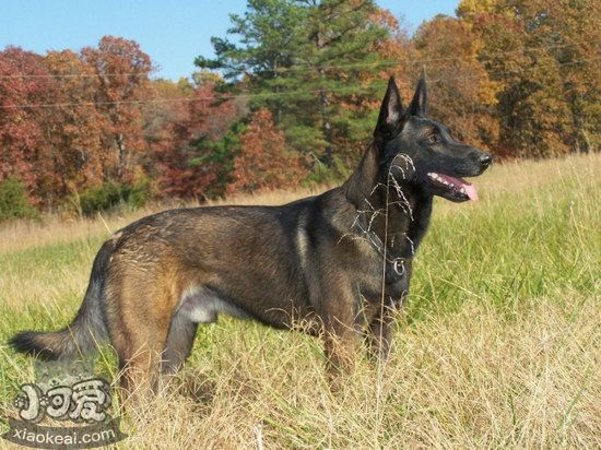 马里努阿犬有寄生虫怎么处理 马里努阿犬寄生虫预防方法1