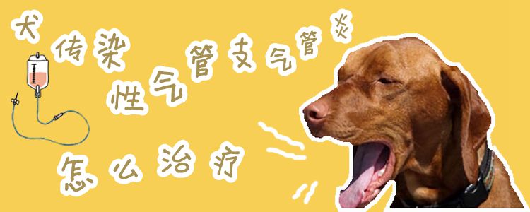 犬传染性气管支气管炎怎么预防治疗1