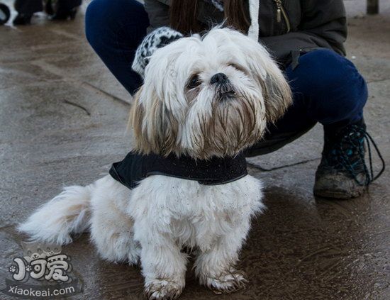 拉萨犬呕吐怎么办 拉萨犬呕吐不吃东西解决办法1