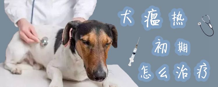 犬瘟热初期怎么治疗1