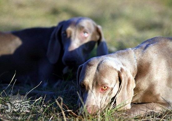 威玛猎犬鼻子干是怎么回事 威玛猎犬鼻子干处理方法1