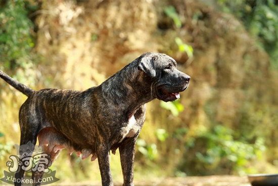 加纳利犬什么时候打疫苗 西班牙加纳利犬打疫苗注意事项1