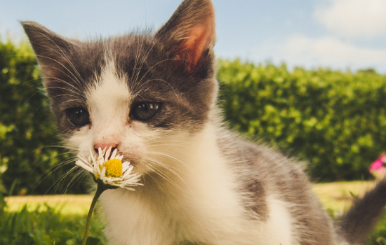 猫马色拉真菌症状