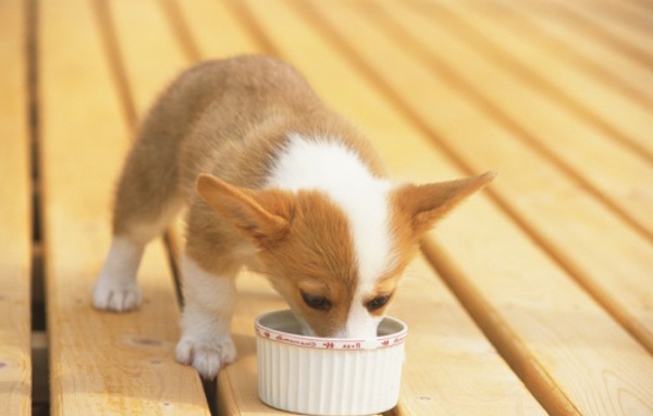 柯基幼犬狗粮怎么泡