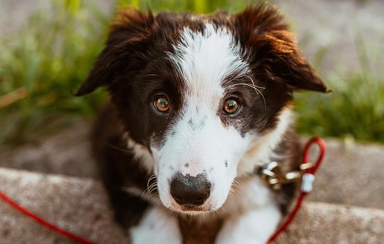 中华牧羊犬是什么？