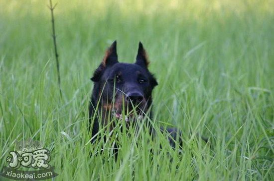 法国狼犬发烧怎么解决 法国狼犬发烧处理方案1