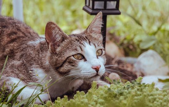 猫尿道堵塞后带着尿管出血