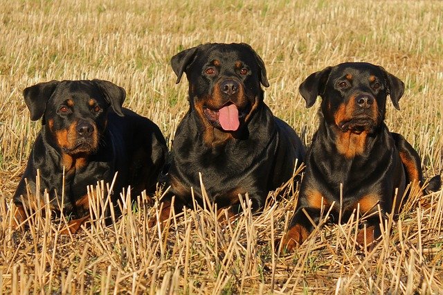 常见的伴侣犬有哪些 这几种狗狗非常受欢迎