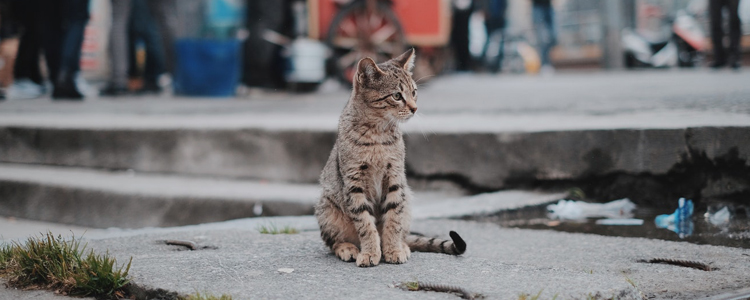 猫得鼠疫的症状 猫得了鼠疫会死吗？