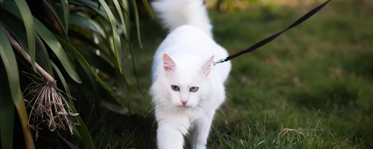 布偶猫呕吐猫粮 可能是反刍！