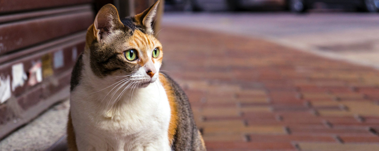 猫脱水症状 如何尽早发现脱水迹象