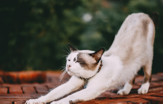 猫眼睛流眼泪怎么回事 猫眼睛流眼泪怎么回事睁不开眼