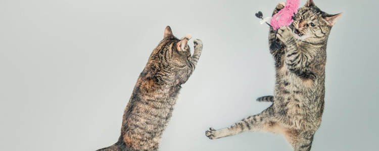 猫冬天拉肚子 别再喂食冰冷食物了！猫冬天拉肚子 别再喂食冰冷食物了！