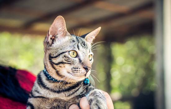 有猫癣的猫可以睡床上吗