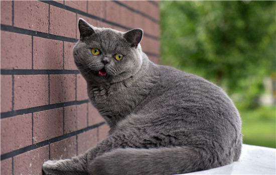 猫吃异物后堵住肠子 该怎么办？