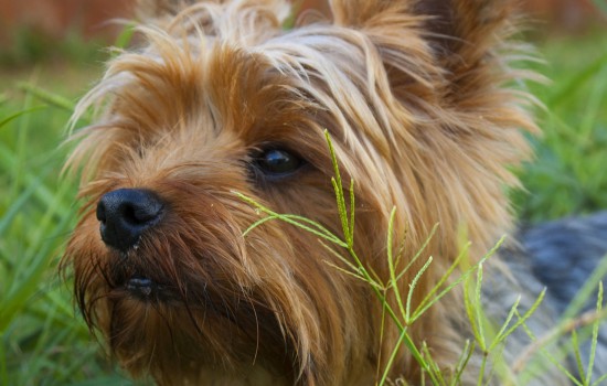 怎么判断猫狗有狂犬病 怎么判断猫狗有没有狂犬病