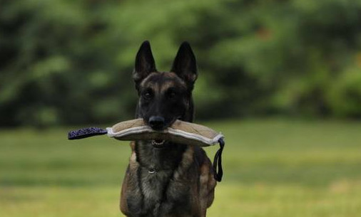 马犬尾巴卷怎么办 马犬尾巴卷的原因