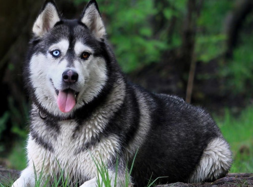 哈士奇为什么不能当警犬 哈士奇不能当警犬的原因