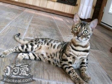 阿舍拉猫口腔溃疡怎么治疗 阿舍拉猫口腔溃疡治疗方法