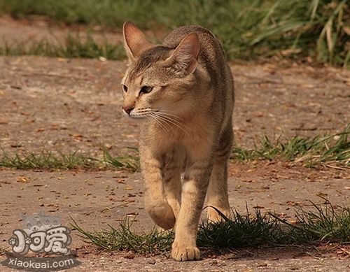 非洲狮子猫脱肛怎么办 脱肛又叫直肠脱